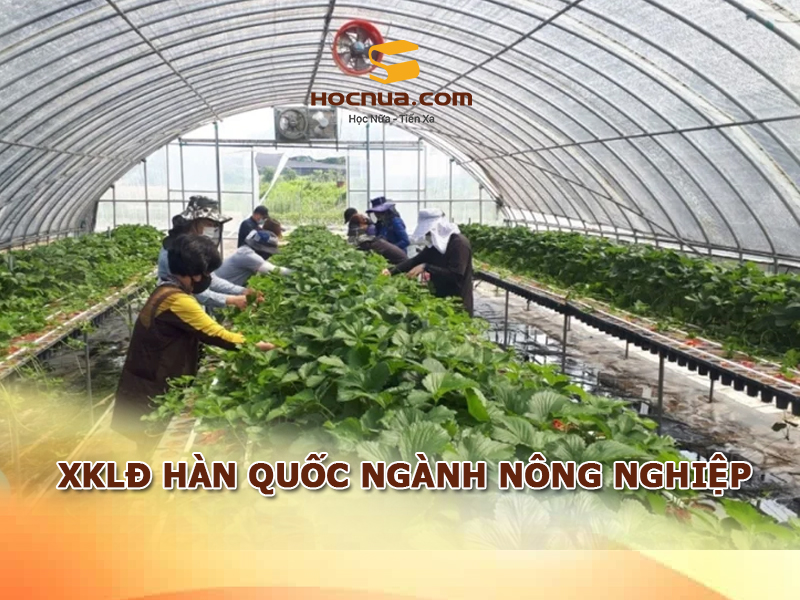 XKLD Hàn Quốc ngành nông nghiệp
